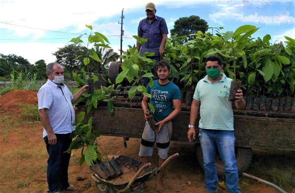 Produtores de São Francisco do Guaporé recebem mudas de Cacau